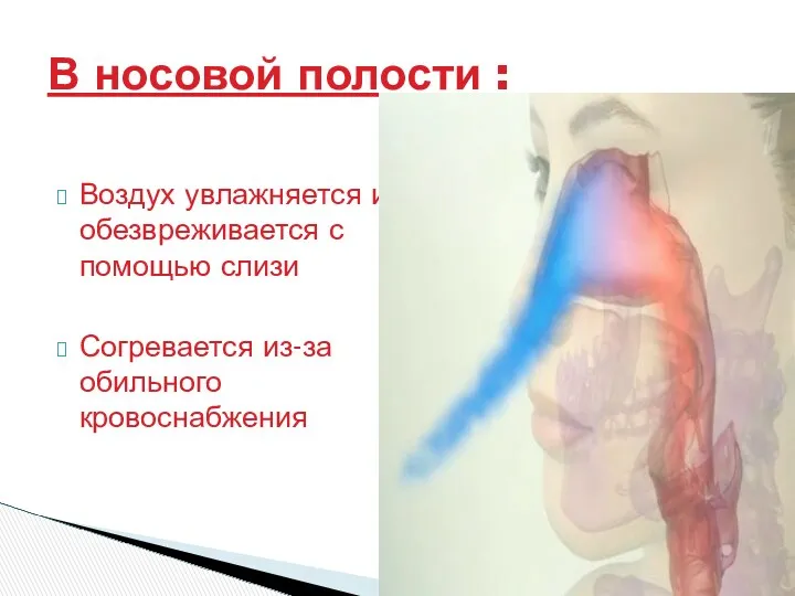Воздух увлажняется и обезвреживается с помощью слизи Согревается из-за обильного кровоснабжения В носовой полости :