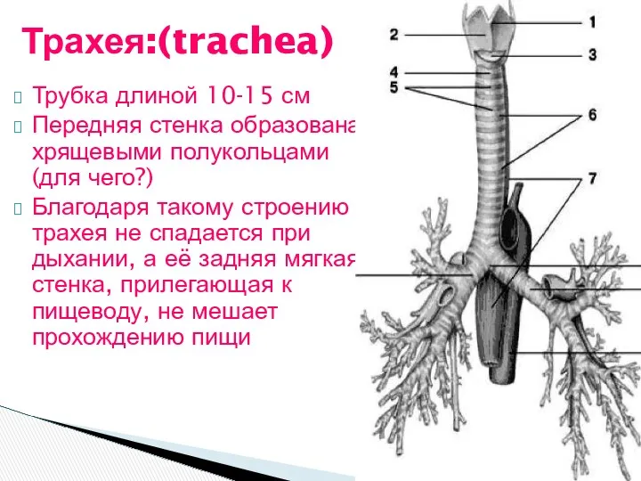 Трубка длиной 10-15 см Передняя стенка образована хрящевыми полукольцами (для