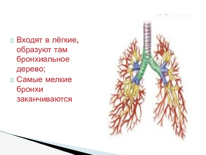 Бронхи:(bronchi) Входят в лёгкие, образуют там бронхиальное дерево; Самые мелкие бронхи заканчиваются лёгочными пузырьками - альвеолами