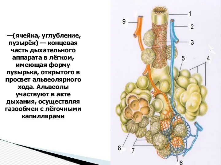 Альвеолы: (alveoli) —(ячейка, углубление, пузырёк) — концевая часть дыхательного аппарата в лёгком, имеющая