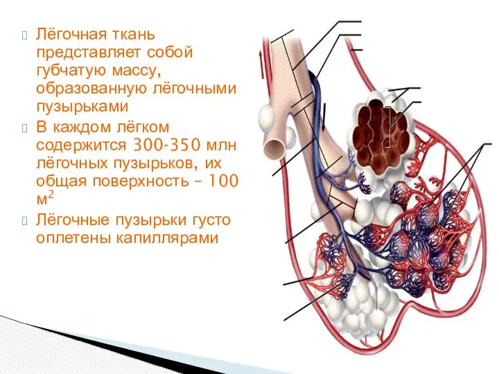 Лёгочная ткань представляет собой губчатую массу, образованную лёгочными пузырьками В каждом лёгком содержится