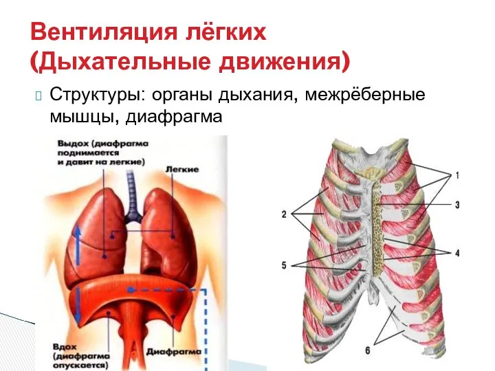 Структуры: органы дыхания, межрёберные мышцы, диафрагма Вентиляция лёгких (Дыхательные движения)