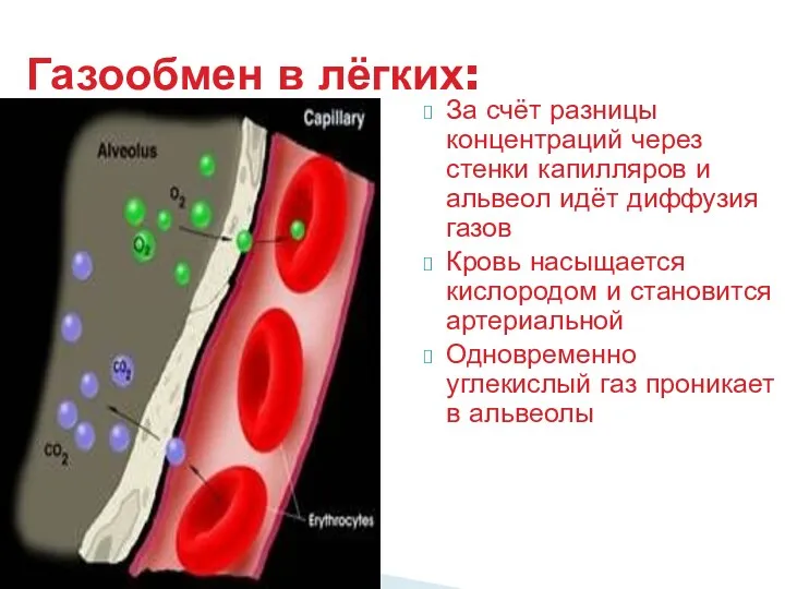 За счёт разницы концентраций через стенки капилляров и альвеол идёт