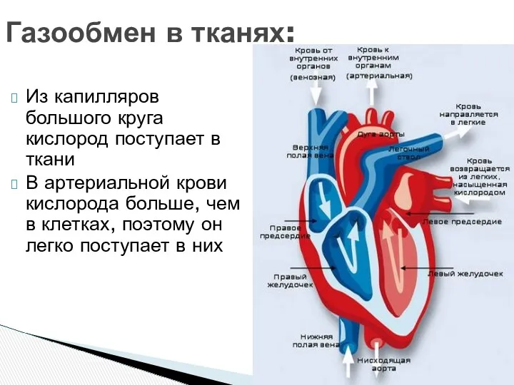Из капилляров большого круга кислород поступает в ткани В артериальной крови кислорода больше,