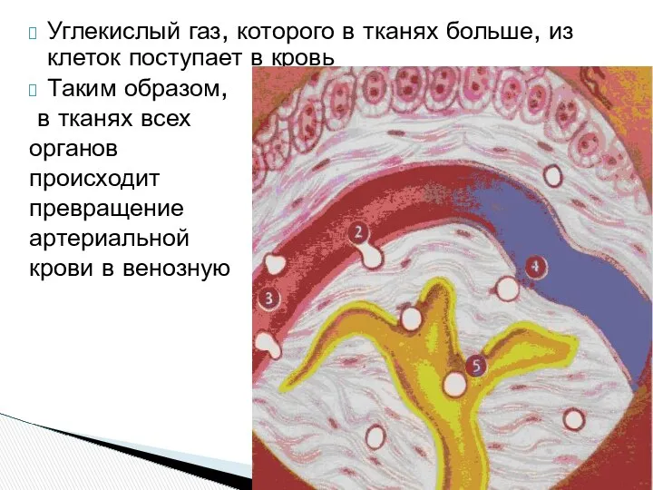 Углекислый газ, которого в тканях больше, из клеток поступает в