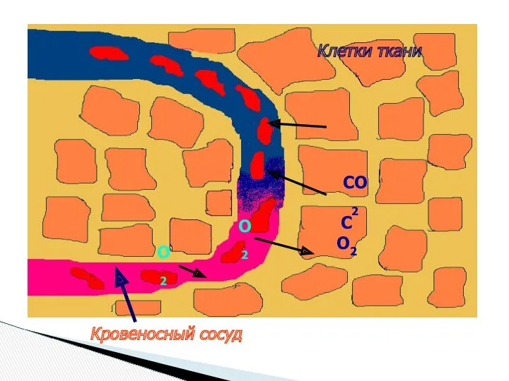 Клетки ткани Кровеносный сосуд О2 О2 СО2 СО2
