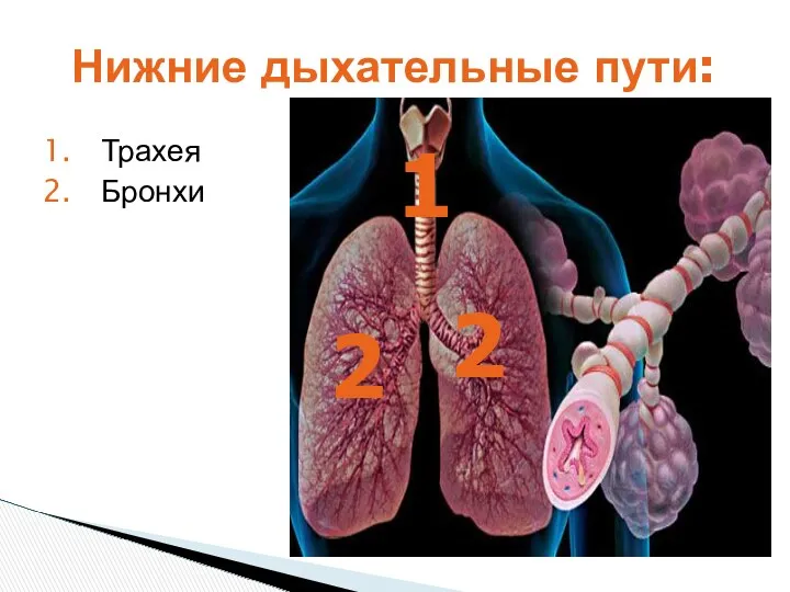 Трахея Бронхи Нижние дыхательные пути: 1 2 2