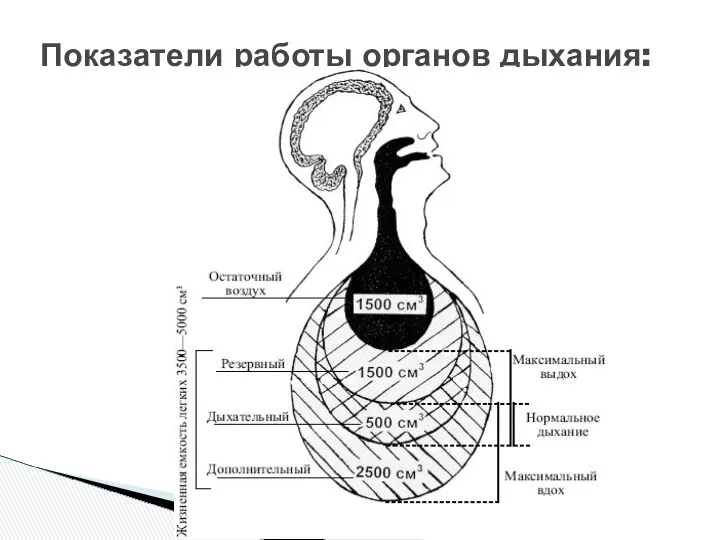 Показатели работы органов дыхания: