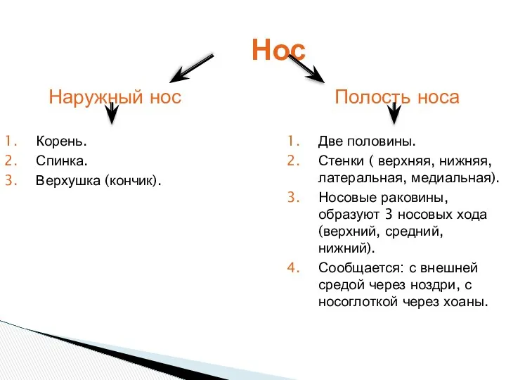 Нос Наружный нос Корень. Спинка. Верхушка (кончик). Полость носа Две половины. Стенки (