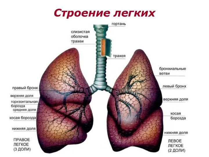 Строение легких