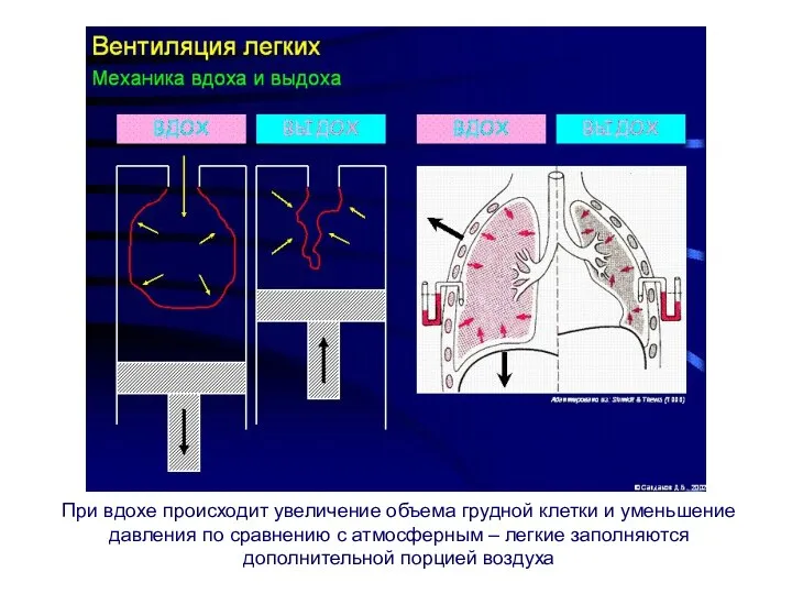 При вдохе происходит увеличение объема грудной клетки и уменьшение давления