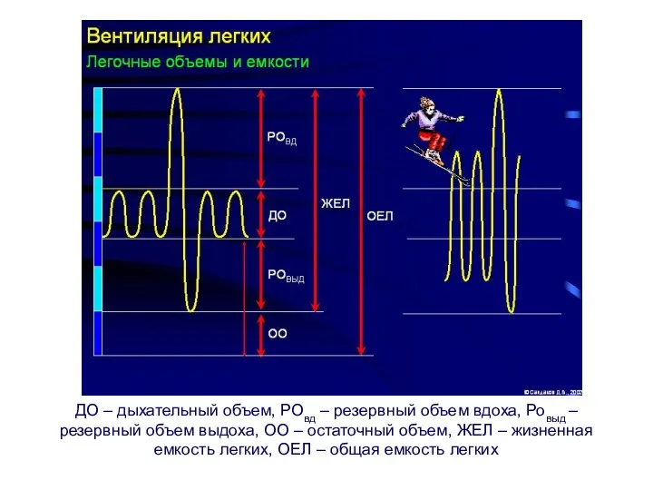 ДО – дыхательный объем, РОвд – резервный объем вдоха, Ровыд