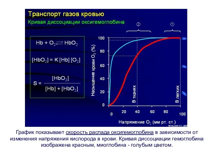 График показывает скорость распада оксигемоглобина в зависимости от изменения напряжения