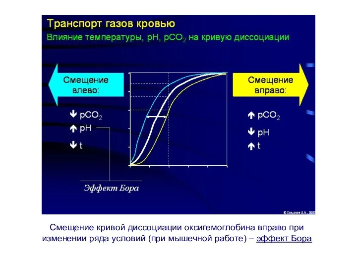 Смещение кривой диссоциации оксигемоглобина вправо при изменении ряда условий (при мышечной работе) – эффект Бора