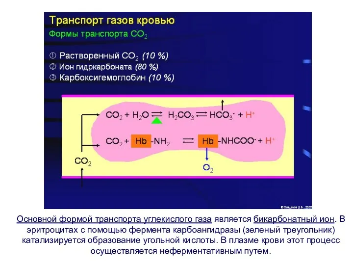 Основной формой транспорта углекислого газа является бикарбонатный ион. В эритроцитах