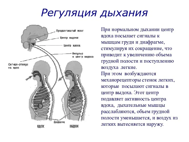 Регуляция дыхания При нормальном дыхании центр вдоха посылает сигналы к