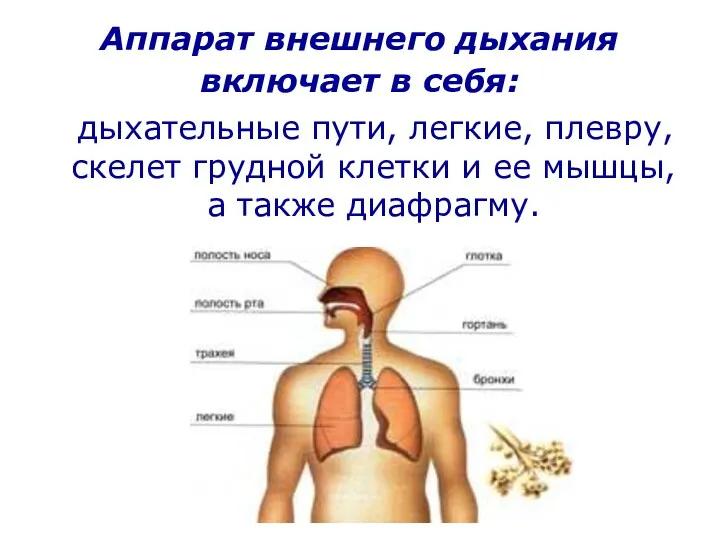Аппарат внешнего дыхания включает в себя: дыхательные пути, легкие, плевру,