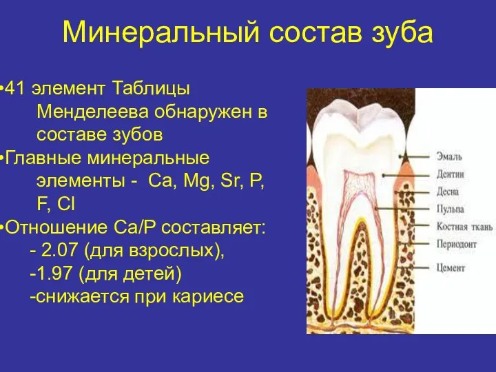 Минеральный состав зуба 41 элемент Таблицы Менделеева обнаружен в составе