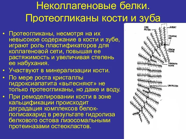 Неколлагеновые белки. Протеогликаны кости и зуба Протеогликаны, несмотря на их