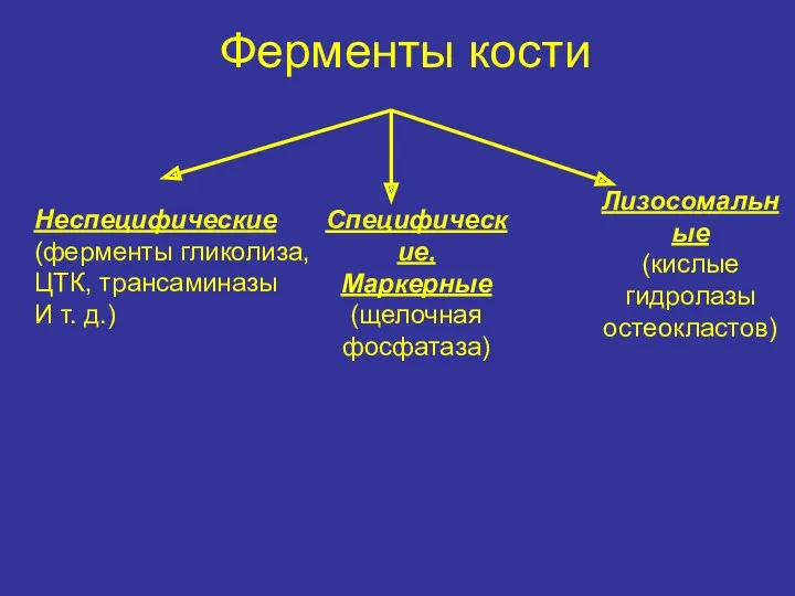 Ферменты кости Неспецифические (ферменты гликолиза, ЦТК, трансаминазы И т. д.)