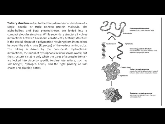 Tertiary structure refers to the three-dimensional structure of a single,