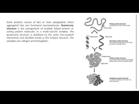 Some proteins consist of two or more polypeptide chains aggregated