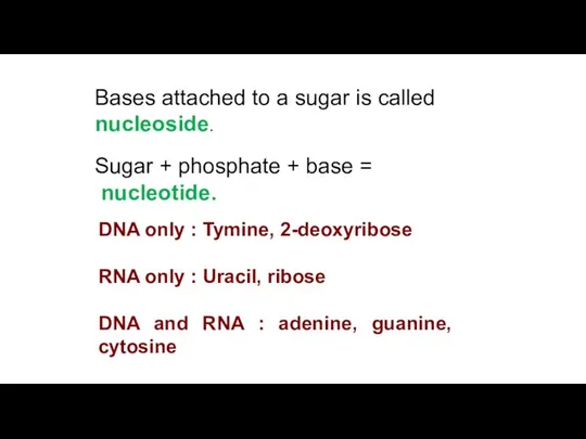 Bases attached to a sugar is called nucleoside. Sugar +