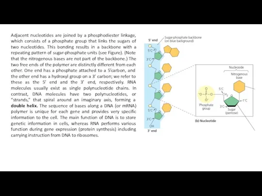 Adjacent nucleotides are joined by a phosphodiester linkage, which consists