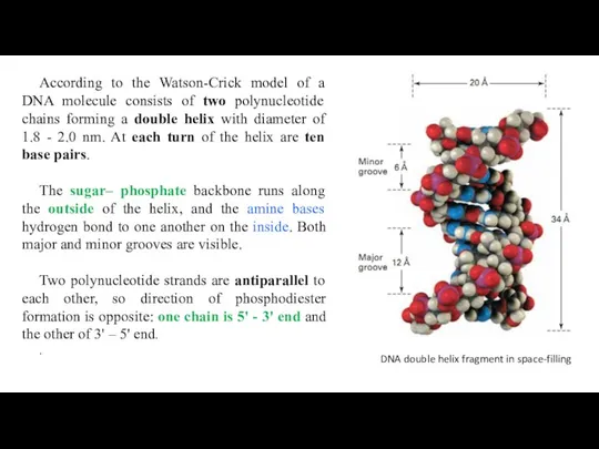 According to the Watson-Crick model of a DNA molecule consists
