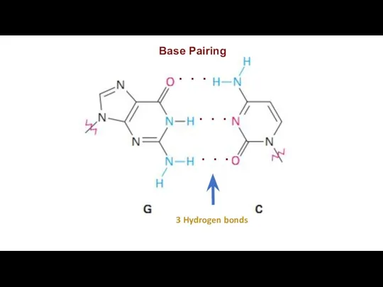 Base Pairing 3 Hydrogen bonds . . . . . . . . .