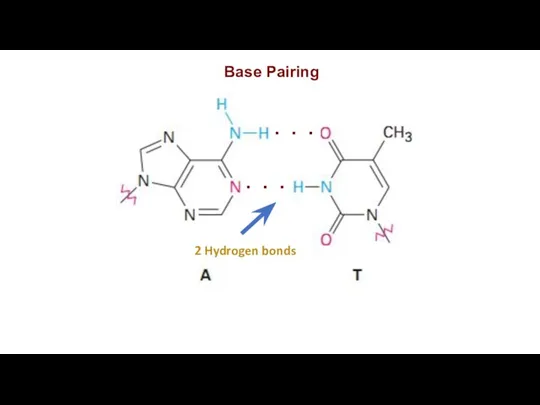 Base Pairing 2 Hydrogen bonds . . . . . .