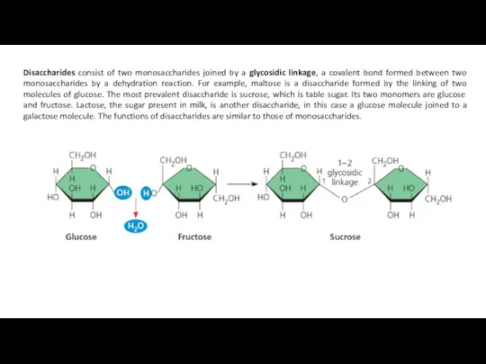 Disaccharides consist of two monosaccharides joined by a glycosidic linkage,