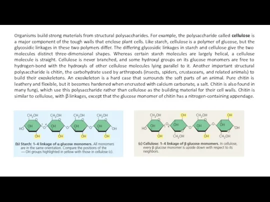 Organisms build strong materials from structural polysaccharides. For example, the