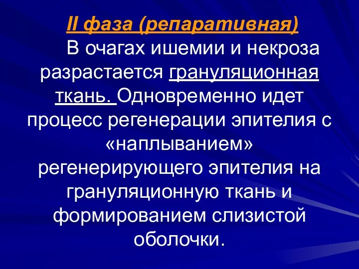 II фаза (репаративная) В очагах ишемии и некроза разрастается грануляционная