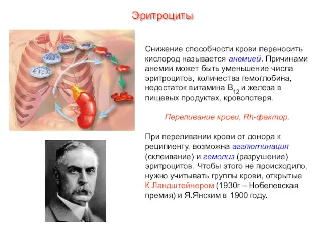 Снижение способности крови переносить кислород называется анемией. Причинами анемии может