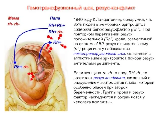 Гемотрансфузионный шок, резус-конфликт 1940 году К.Ландштейнер обнаружил, что 85% людей