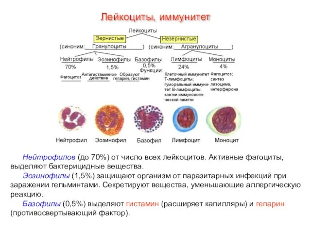 Нейтрофилов (до 70%) от число всех лейкоцитов. Активные фагоциты, выделяют