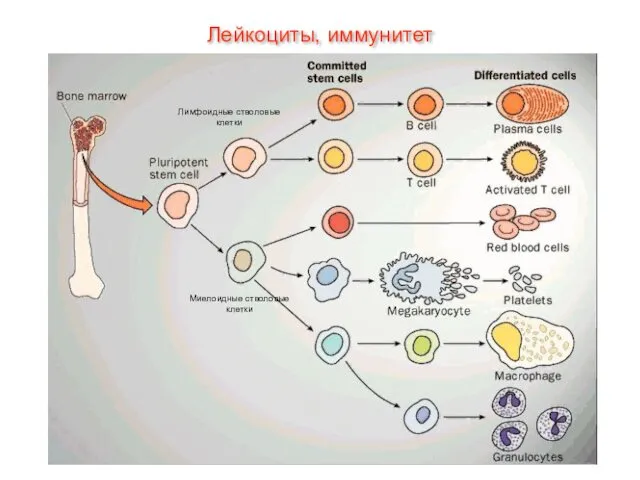 Лимфоидные стволовые клетки Миелоидные стволовые клетки Лейкоциты, иммунитет