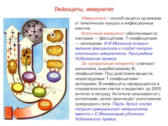 Иммунитет - способ защиты организма от генетически чуждых и инфекционных