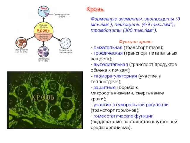 Форменные элементы: эритроциты (5 млн./мм3), лейкоциты (4-9 тыс./мм3), тромбоциты (300