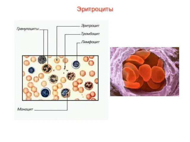 Эритроциты