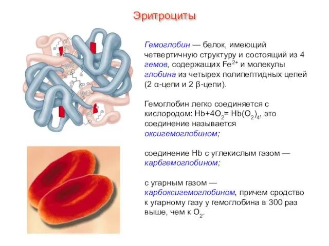 Гемоглобин — белок, имеющий четвертичную структуру и состоящий из 4