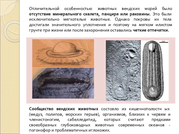 Отличительной особенностью животных вендских морей было отсутствие минерального скелета, панциря