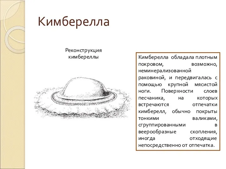 Кимберелла Реконструкция кимбереллы Кимберелла обладала плотным покровом, возможно, неминерализованной раковиной,