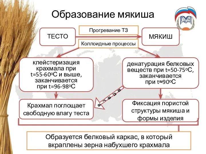 Образование мякиша ТЕСТО клейстеризация крахмала при t=55-60ᵒС и выше, заканчивается