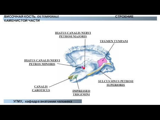 SULCUS SINUS PETROSI SUPERIORIS CANALIS CAROTICUS IMPRESSEO TRIGEMINI HIATUS CANALIS