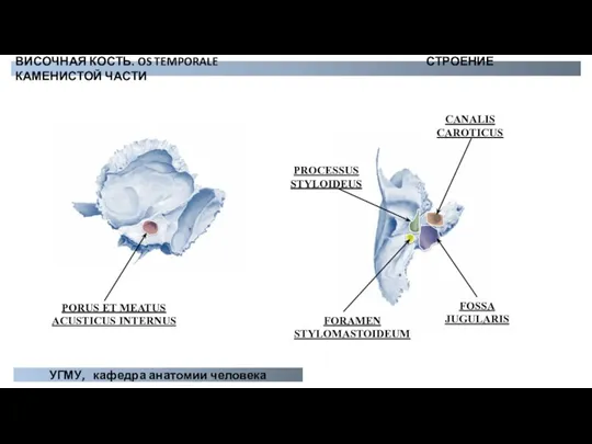 PORUS ET MEATUS ACUSTICUS INTERNUS FOSSA JUGULARIS CANALIS CAROTICUS PROCESSUS