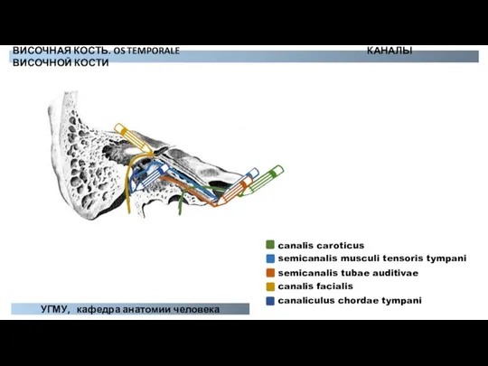 canalis caroticus semicanalis musculi tensoris tympani semicanalis tubae auditivae canalis