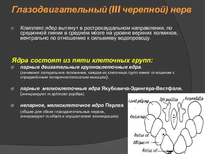 Глазодвигательный (III черепной) нерв Комплекс ядер вытянут в рострокаудальном направлении,