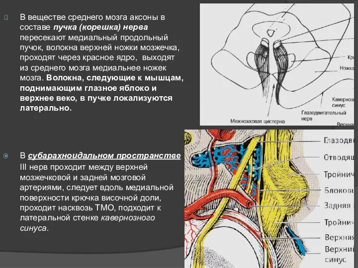 В веществе среднего мозга аксоны в составе пучка (корешка) нерва пересекают медиальный продольный